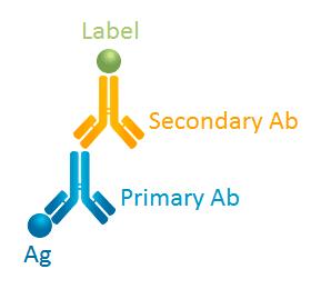 Secondary Antibody