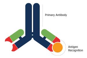 Primary Antibody